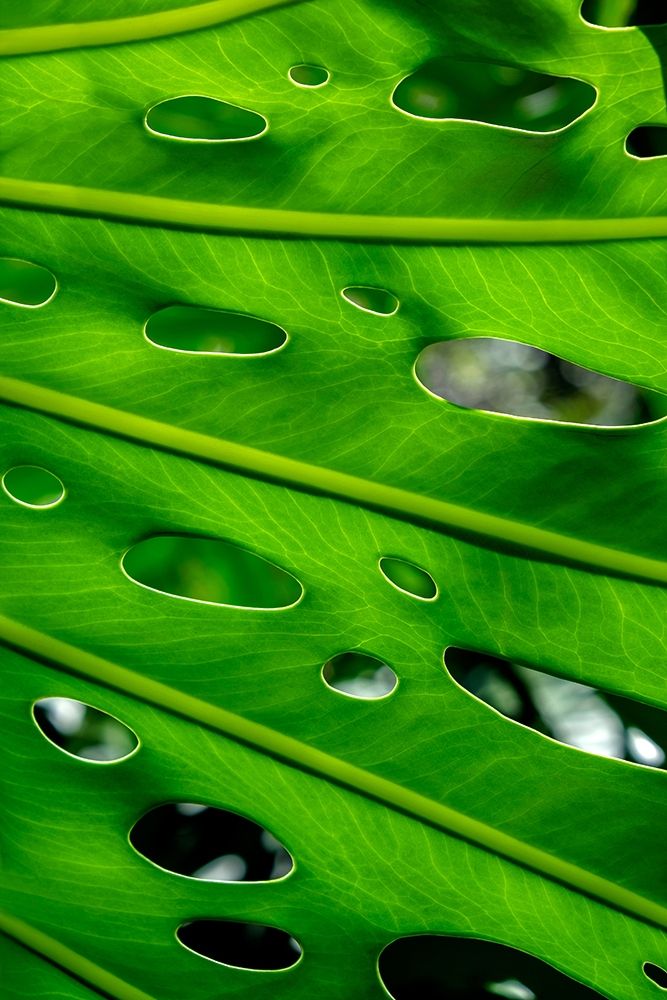 Hurricane Plant